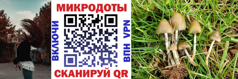 Псилоцибиновые грибы Cubensis Грозный